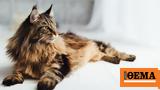 Μπορούν, - 10, Maine Coon,boroun, - 10, Maine Coon