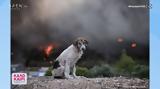 «Ο σκύλος ανάμεσα στις φλόγες»: Η φωτογραφία - σύμβολο της φρίκης της φωτιάς,