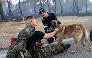 Η τρυφερή αγκαλιά των πυροσβεστών σε σκύλο που μόλις διέσωσαν