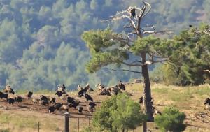 ΕΛΑΣ, Natura, elas, Natura