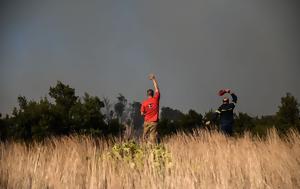 Βελτιωμένη, Μαγνησία Ρόδο Λαμία Κέρκυρα, Κάρυστο, veltiomeni, magnisia rodo lamia kerkyra, karysto