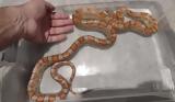 Φίδι, Θεσσαλονίκη -, Corn Snake,fidi, thessaloniki -, Corn Snake