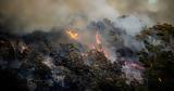Πυρκαγιά Ρόδος – Τραγικός, Στάχτη 135 000,pyrkagia rodos – tragikos, stachti 135 000