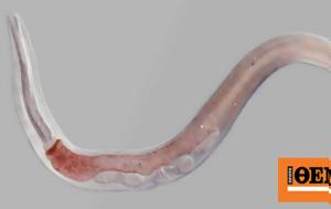 Have 46000-year-old Nematodes
