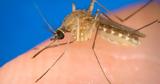 West Nile Virus Claims Lives, Greece,Concerns Rise, Cases Increase