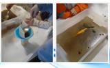 ” Μarine Environment, World, Preschoolers”,” marine Environment, World, Preschoolers”