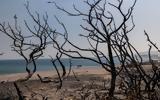 Μη αναστρέψιμες οι βλάβες από τις πυρκαγιές – Η καταστροφή των δασών αλλάζει δραματικά το κλίμα,