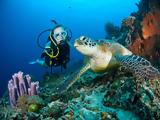 Scuba Diving,