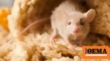 In a world first,gluten is found to trigger brain inflammation