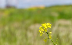 Πράσινος Αγροτουρισμός, Εκδόθηκαν, prasinos agrotourismos, ekdothikan