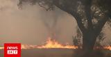 Δασάρχης Αλεξανδρούπολης, - Πύρινες,dasarchis alexandroupolis, - pyrines