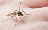 Τα κουνούπια προτιμούν συγκεκριμένη ομάδα αίματος – Γιατί τσιμπάνε κάποιους περισσότερο,