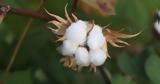 Cotton, “white ”,Greece