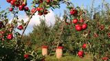 Αγρότες, Μέχρι,agrotes, mechri