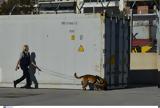 Ηλεκτρονικό, ΑΑΔΕ, Ταμείου Ανάκαμψης,ilektroniko, aade, tameiou anakampsis