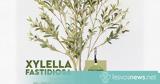 Xylella, Επιμελητήριο Λέσβου,Xylella, epimelitirio lesvou