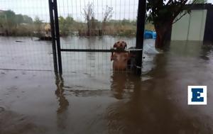 Έκκληση, Φιλοζωικό Όμιλο Καρδίτσας, - Διασώθηκαν, ekklisi, filozoiko omilo karditsas, - diasothikan