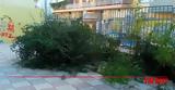 Ώρα Πατρών, Πρώτο,ora patron, proto