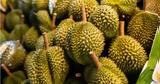 Durian,400