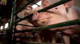 EU shelves promised ban on caged farming,