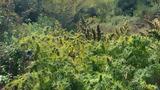 Χασισοφυτεία, 1030, ΕΛ ΑΣ, Σφακιά,chasisofyteia, 1030, el as, sfakia
