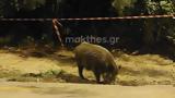 Θεσσαλονίκη, Δύο, Ζωολογικό Κήπο,thessaloniki, dyo, zoologiko kipo