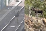 Τάρανδος, Στοκχόλμη, - Τρέχει,tarandos, stokcholmi, - trechei