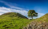 Έκοψαν, Βρετανίας Sycamore Gap, Πράξη,ekopsan, vretanias Sycamore Gap, praxi