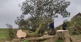 Έκοψαν, Sycamore Gap - Πράξη,ekopsan, Sycamore Gap - praxi