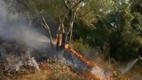 Πυρκαγιά, Παγούρια Ροδόπης,pyrkagia, pagouria rodopis