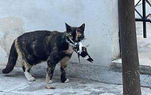 Φιλόζωοι, filozooi