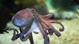 Global NGOs, Canary Islands,World Octopus Day