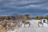 – Μελέτη, Εθνικού Πάρκου Kruger, Νότιας Αφρικής,– meleti, ethnikou parkou Kruger, notias afrikis