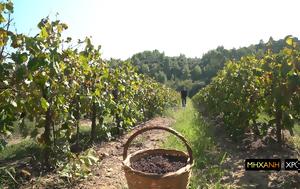 Σταφίδα, “μαύρος ”, Ελλάδας, stafida, “mavros ”, elladas