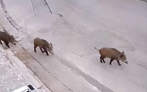 Παρέλαση, Θρακομακεδόνες…VIDEO, parelasi, thrakomakedones…VIDEO