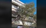 Θεσσαλονίκη, Δέντρο, ΔΕΗ – Μικρές, VIDEO,thessaloniki, dentro, dei – mikres, VIDEO