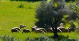 Κτηνοτρόφος, - Τρόμαξα,ktinotrofos, - tromaxa