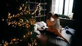 Tips, Χριστούγεννα – Δοκιμάστε,Tips, christougenna – dokimaste