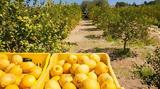 Λεμόνι, Έως, Κόρινθο,lemoni, eos, korintho