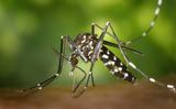 Mε αύξηση κρουσμάτων των ασθενειών που μεταδίδονται μέσω κουνουπιών «απειλεί» η κλιματική αλλαγή,