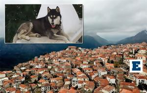 Εξελίξεις, Αράχωβας, Ταυτοποιήθηκε, Χάσκι, exelixeis, arachovas, taftopoiithike, chaski