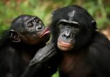 Οι χιμπατζήδες και οι μπονόμπο αναγνωρίζουν χαμένους φίλους και συγγενείς ακόμη και δεκαετίες μετά!,