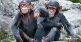Οι χιμπατζήδες αναγνωρίζουν παλιούς «φίλους» και συγγενείς ακόμη και μετά από δεκαετίες,