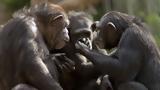 Οι χιμπαντζήδες αναγνωρίζουν ο ένας τον άλλον μετά από δεκαετίες,