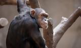 Νέα μελέτη: Οι χιμπατζήδες μπορούν να αναγνωρίσουν «φίλους» τους ακόμη και δεκαετίες  αργότερα,