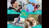 Act Pawsitive Pet City,