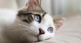 Τα χρώματα των ματιών στις γάτες και τι σημαίνουν,