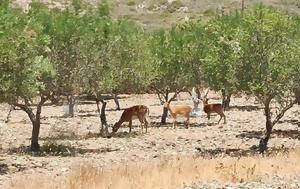 Kόνσολας, Επιδότηση, Konsolas, epidotisi