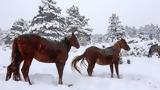 Γρεβενά, Παρέμβαση, Αρείου Πάγου,grevena, paremvasi, areiou pagou