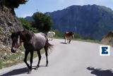 Εισαγγελική, Άρειο Πάγο, Γρεβενά,eisangeliki, areio pago, grevena